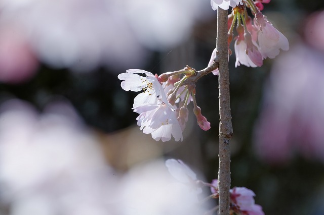 色を楽しむ講習と桜の撮影会_f0221724_18263494.jpg