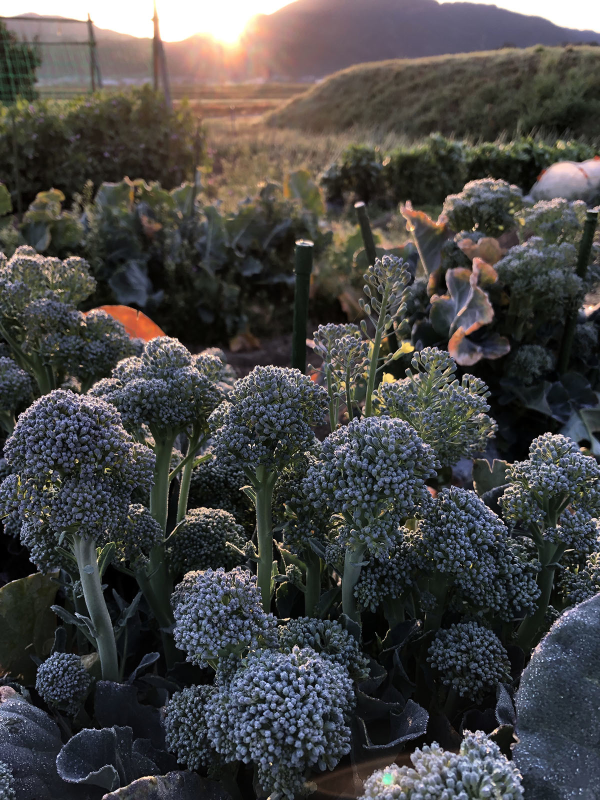 開花間近。_b0340837_09212297.jpeg