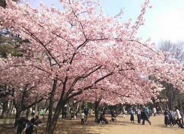 河津桜_a0061057_00354403.jpg