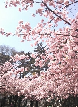 河津桜_a0061057_00370556.jpg