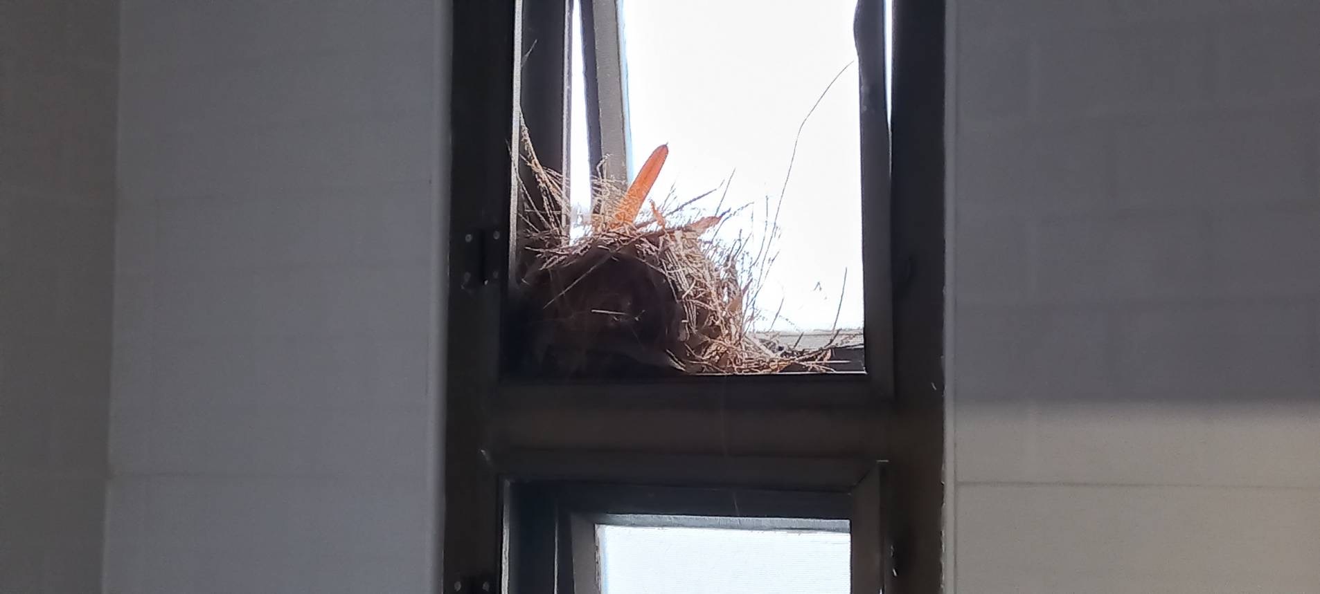 鳥の巣付きスペシャルルーム_b0100062_10370733.jpeg