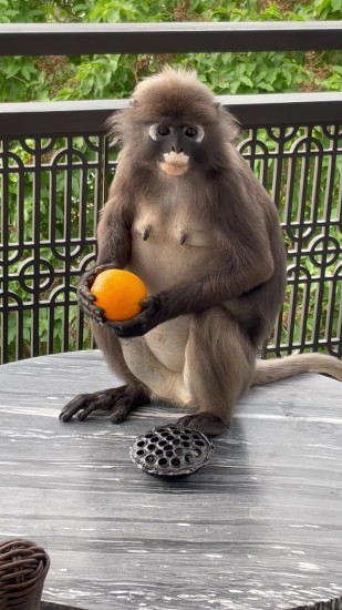 リッツカールトン・ランカウイの動物たち : 思う壺Zoo withフェレット