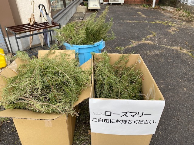 【ローズマリー】ご自由にお持ちください_d0156706_09501341.jpg