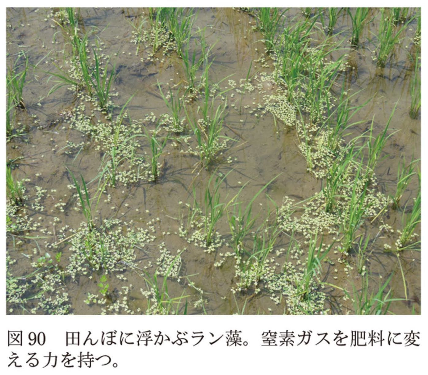 朝から刃傷沙汰_c0025115_20584535.jpg
