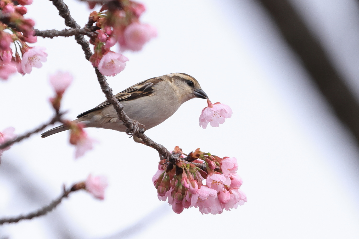 ニュウナイスズメ (メス) 桜の花の 風船_f0369315_08594857.jpg