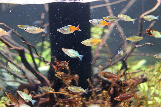 カワスイ 川崎水族館 オセアニア アジアゾーン 小型熱帯魚の誘惑 レインボーフィッシュ オデッサバルブなど 続々 動物園ありマス