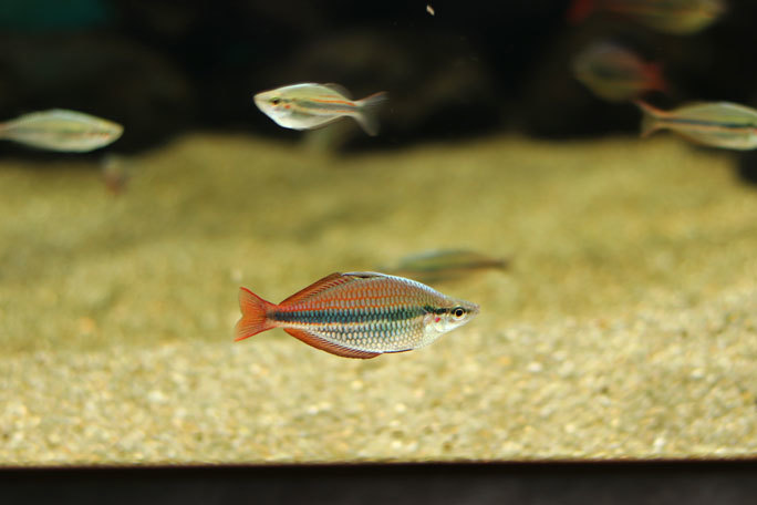 カワスイ 川崎水族館 オセアニア アジアゾーン 小型熱帯魚の誘惑 レインボーフィッシュ オデッサバルブなど 続々 動物園ありマス