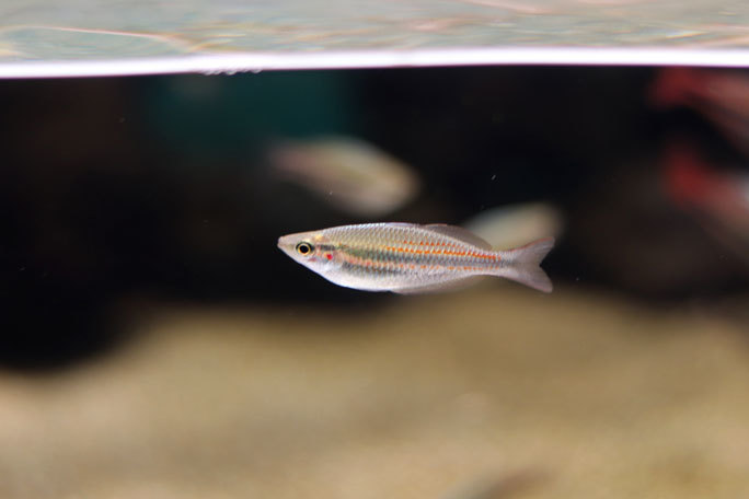 カワスイ 川崎水族館 オセアニア アジアゾーン 小型熱帯魚の誘惑 レインボーフィッシュ オデッサバルブなど 続々 動物園ありマス