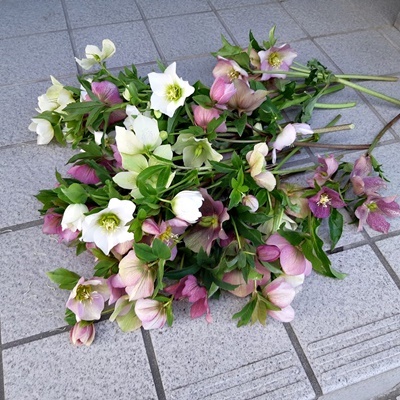 「滝ハウス」さんのクリスマスローズ_f0129726_18003906.jpg
