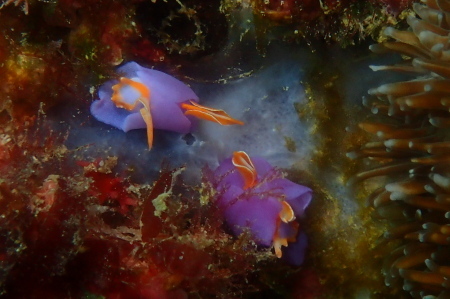 ２２．３．２１　ウミウシ探しに春を感じ_b0100730_19471185.jpg