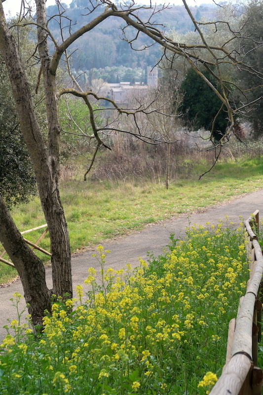 春の花きれいオルヴィエート町と崖下周遊トレッキングコース_f0234936_18324799.jpg