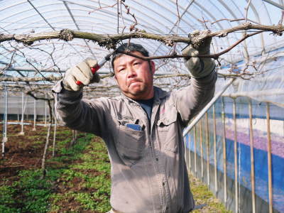 熊本ぶどう 社方園 芽吹きの様子(2022) その1:今年も7月7日の初出荷に向け元気に芽吹いていました!_a0254656_18134133.jpg