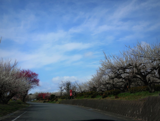 高崎・箕郷梅林* ぐんま三大梅林は春の香り♪_f0236260_19381395.jpg