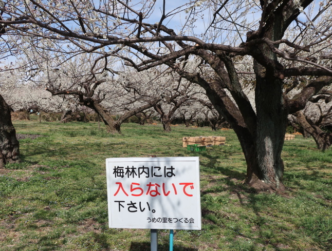 高崎・箕郷梅林* ぐんま三大梅林は春の香り♪_f0236260_23323949.jpg