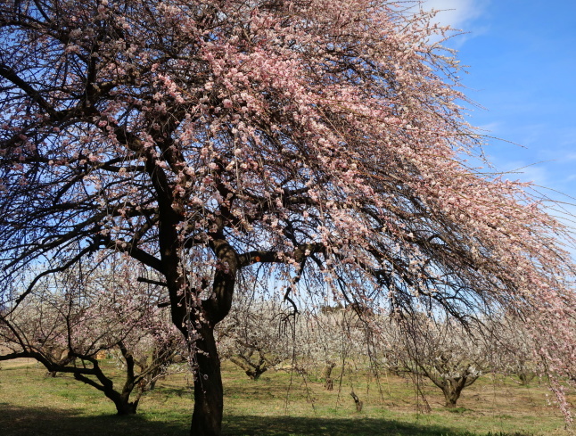 高崎・箕郷梅林* ぐんま三大梅林は春の香り♪_f0236260_23564808.jpg