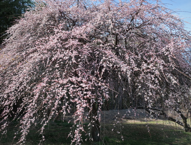 高崎・箕郷梅林* ぐんま三大梅林は春の香り♪_f0236260_23590086.jpg