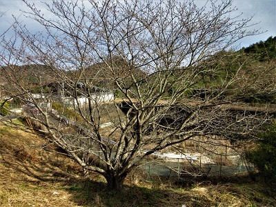 ソメイヨシノ、開花はまだか_e0175370_21211370.jpg