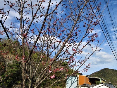 ソメイヨシノ、開花はまだか_e0175370_21215230.jpg