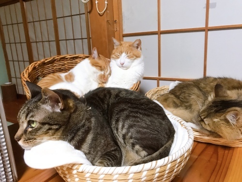 バスケット離れ組_f0054677_08572329.jpg