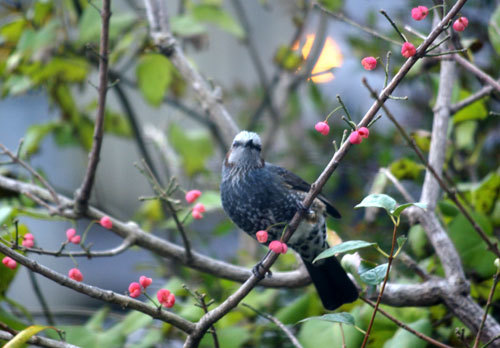 庭のマユミに来た野鳥 15種 (2010年~2021年)_a0136293_13151128.jpg