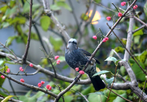 庭のマユミに来た野鳥　15種　（2010年～2021年）_a0136293_13151128.jpg