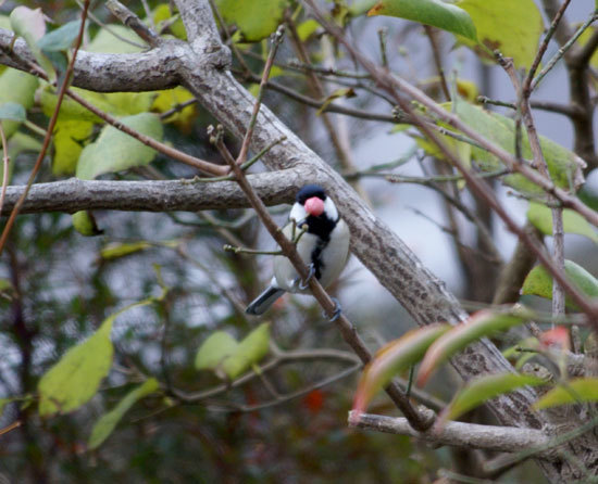 庭のマユミに来た野鳥　15種　（2010年～2021年）_a0136293_13152769.jpg