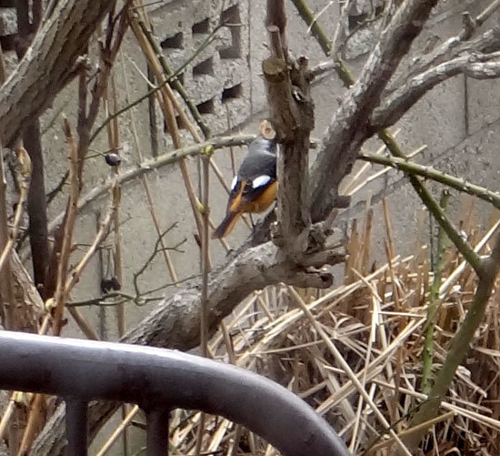 庭のマユミに来た野鳥 15種 (2010年~2021年)_a0136293_13194481.jpg