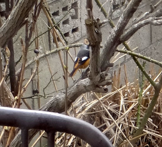 庭のマユミに来た野鳥　15種　（2010年～2021年）_a0136293_13194481.jpg