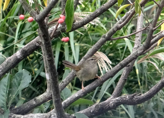 庭のマユミに来た野鳥　15種　（2010年～2021年）_a0136293_13234148.jpg