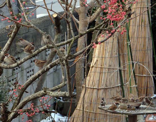 庭のマユミに来た野鳥　15種　（2010年～2021年）_a0136293_13264172.jpg