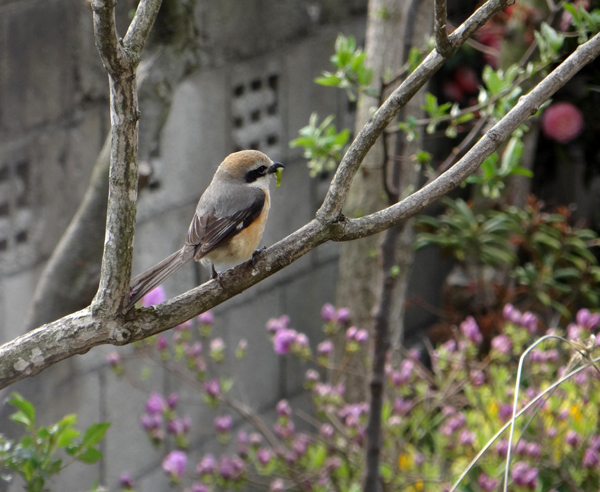 庭のマユミに来た野鳥　15種　（2010年～2021年）_a0136293_13280832.jpg