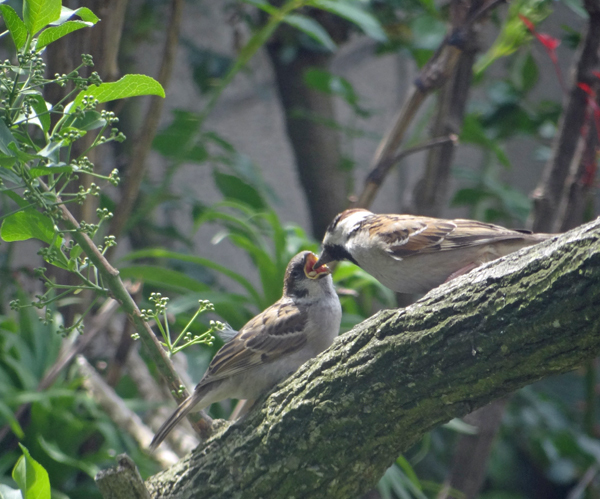 庭のマユミに来た野鳥　15種　（2010年～2021年）_a0136293_13301385.jpg