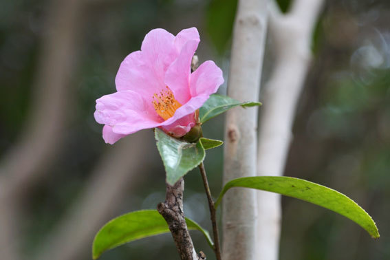 ピンクの花はやさしい_b0145296_10011224.jpg