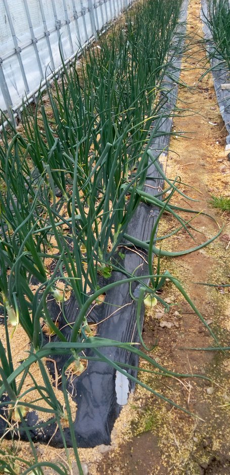 今日の野菜さん達の様子_d0026905_14382477.jpg