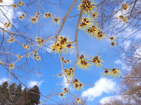 マンサクの花：東公園さくら山（黒石市）*2022.03.21_b0147224_00215115.jpg