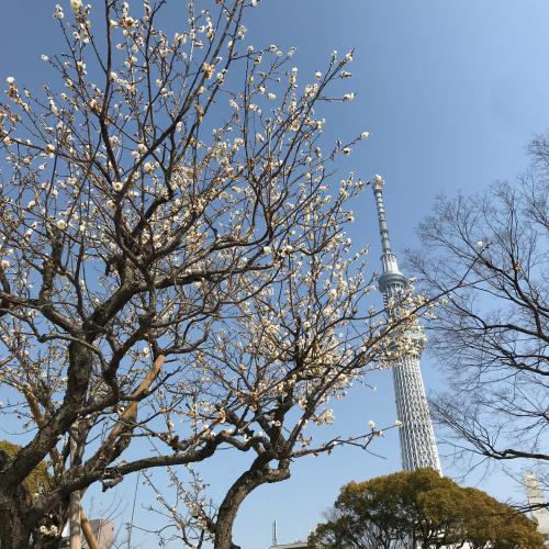 東京旅行記〜隅田川あたりの桜など_e0103327_21301213.jpg