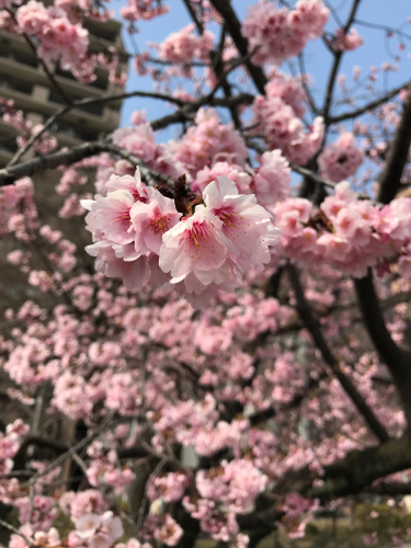 東京旅行記〜隅田川あたりの桜など_e0103327_21305996.jpg
