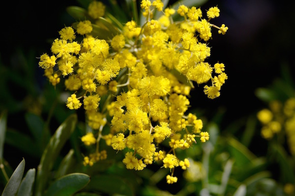lemon_b0172633_09584917.jpg