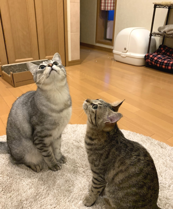 ねねこちゃん闘病記14「避妊手術延期」_d0118933_16223698.jpg