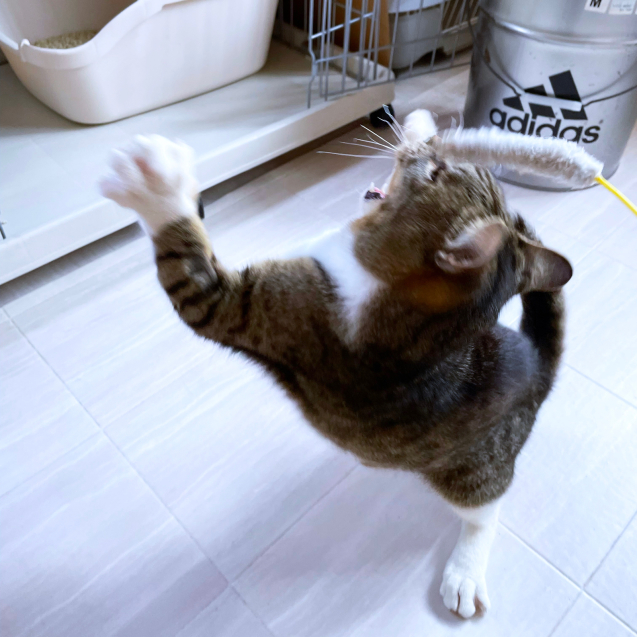 なかなか良い写真が撮れないんだけど_d0355333_19581399.jpg