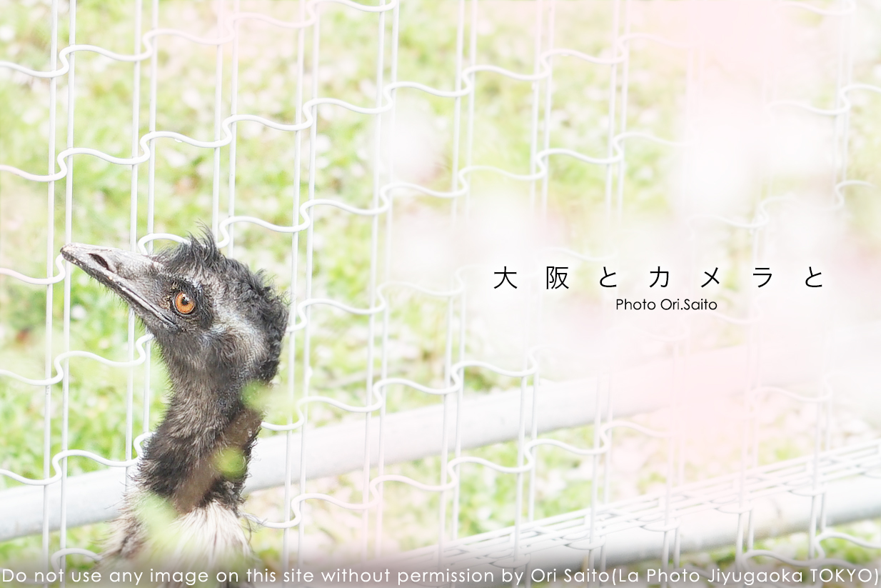 動物園とカメラと、春の天王寺動物園 #spring #カメラ女子 #SEL70200G #桜 #sakura #Adobe @TenZoo_official_f0212049_23290136.jpg
