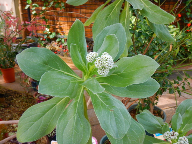 水生植物公園「みずの森」に行って来ました_d0231858_11010147.jpg