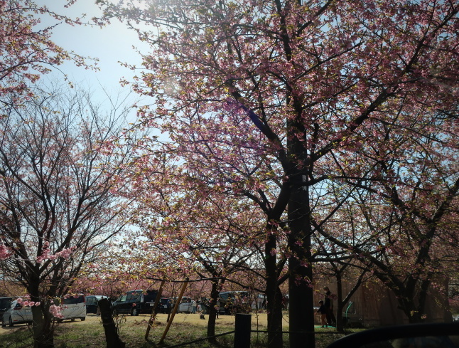 高崎・箕郷梅林* ぐんま三大梅林は春の香り♪_f0236260_00053619.jpg