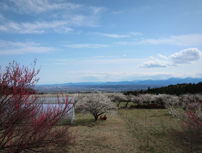 高崎・箕郷梅林* ぐんま三大梅林は春の香り♪_f0236260_00180243.jpg