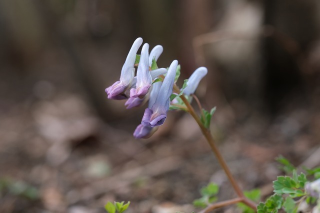 ■　紫色の花 ３種　　　22.3.22　　　（キランソウ、カキドオシ、ヤマエンゴサク）_e0339873_18555734.jpg