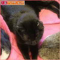 こうして、家族が増えてゆく・・・_a0389088_18035214.jpg