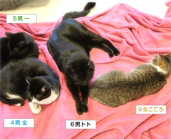 こうして、家族が増えてゆく・・・_a0389088_18035237.jpg