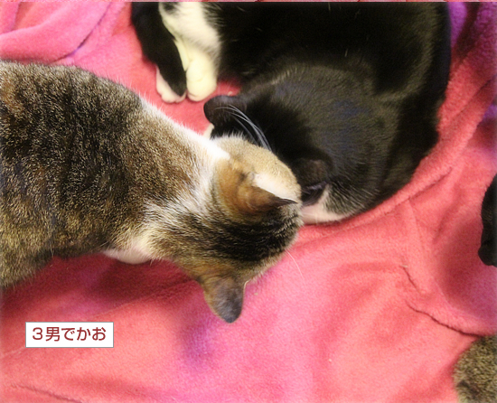 こうして、家族が増えてゆく・・・_a0389088_18035280.jpg