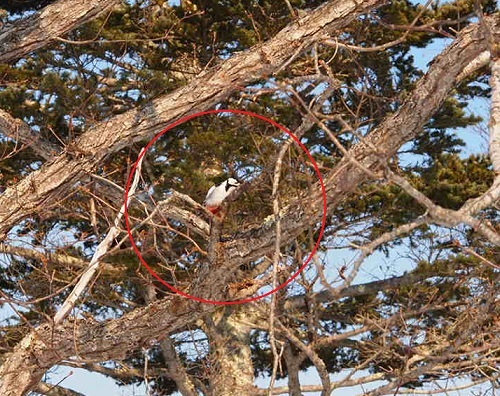 鳥_b0343293_22004636.jpg