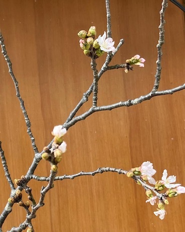 桜咲く_f0061394_16355581.jpg